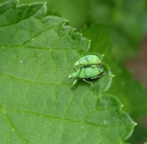 Polydrusus planifrons